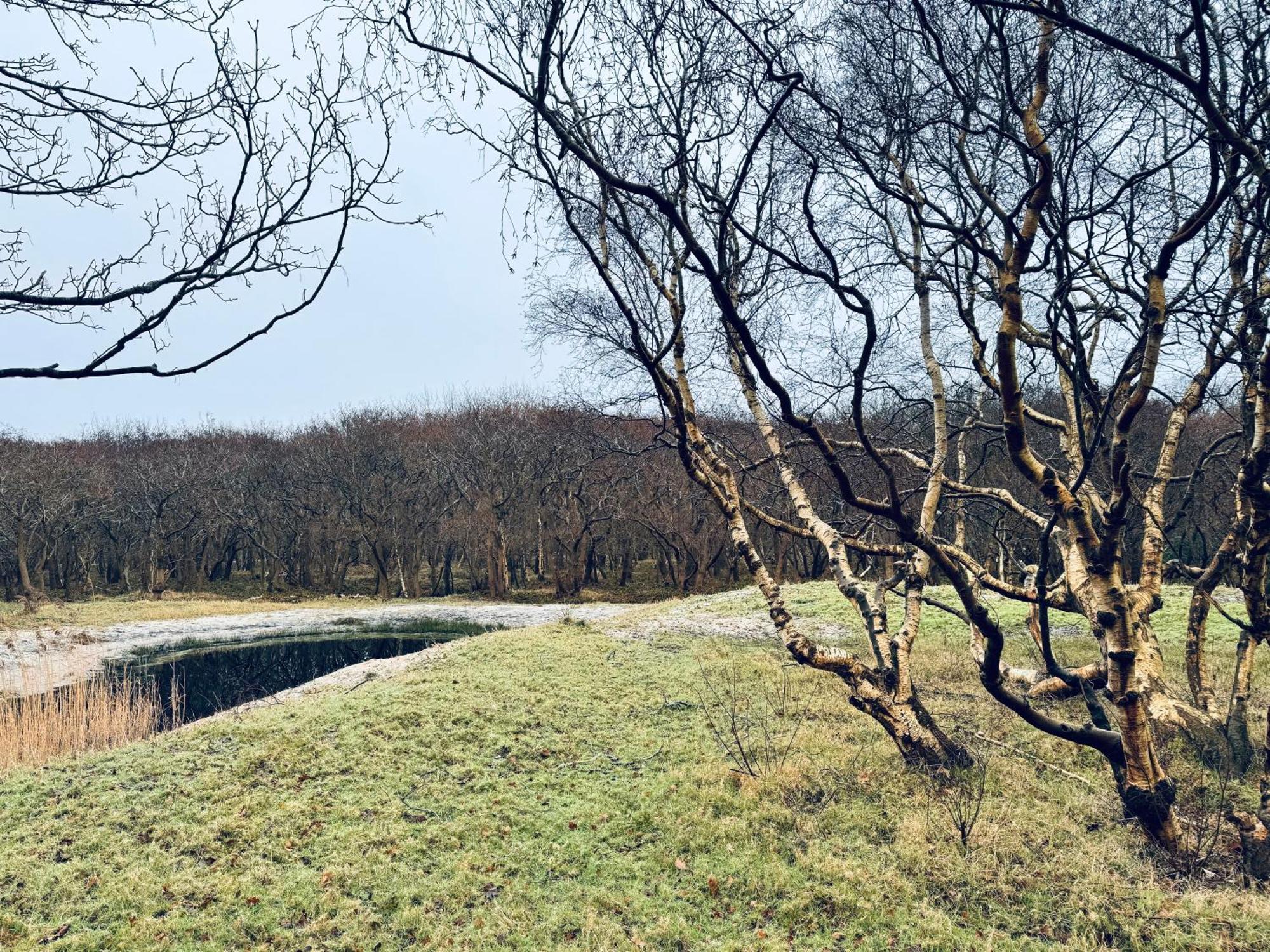 Beach & Forest Retreat -Domburg- Oostkapelle Dış mekan fotoğraf