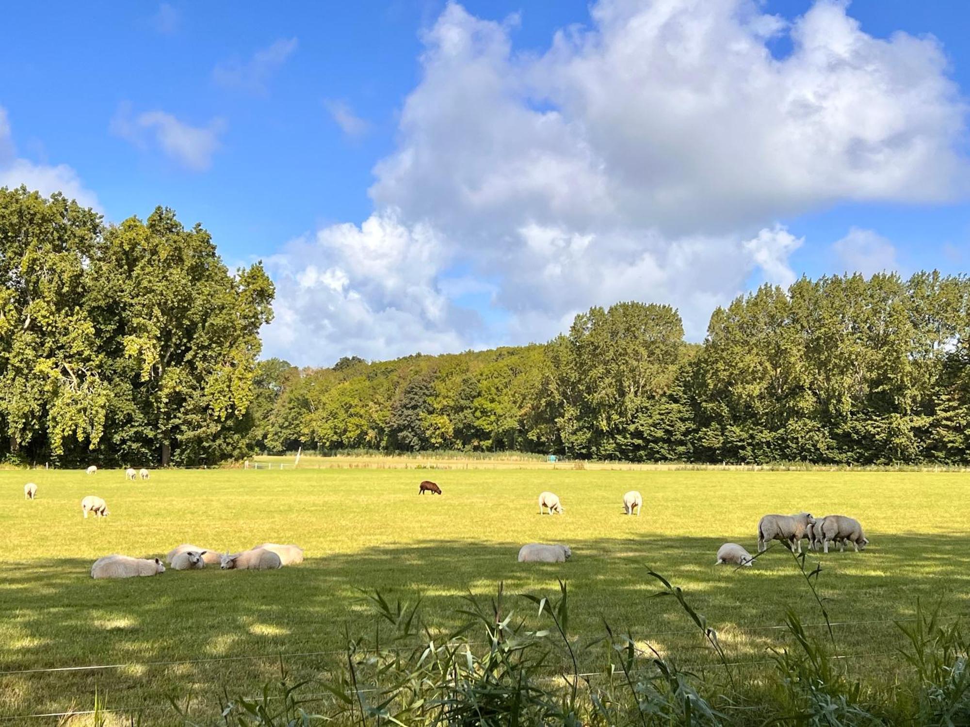 Beach & Forest Retreat -Domburg- Oostkapelle Dış mekan fotoğraf